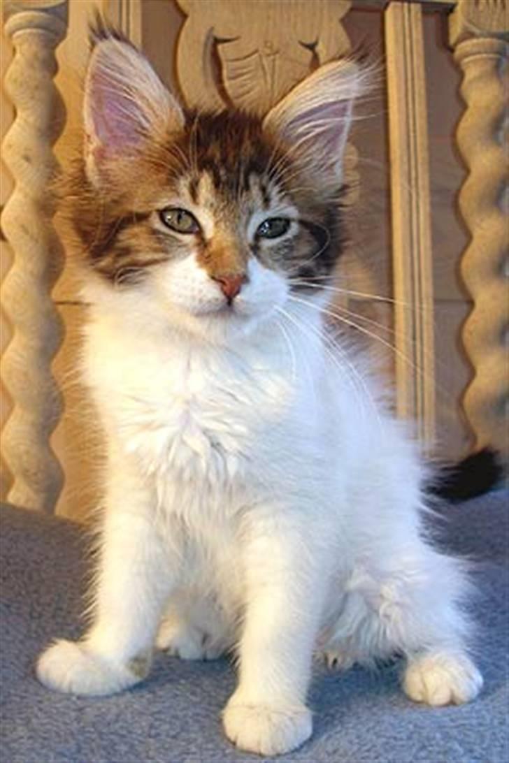 Maine Coon Timita`s Virgina no. 1 billede 5