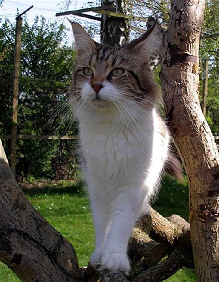 Maine Coon Timita`s Virgina no. 1 billede 6