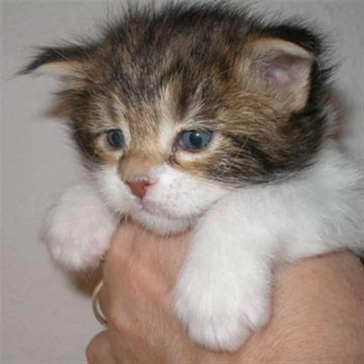 Maine Coon Timita`s Virgina no. 1 billede 7