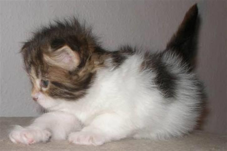 Maine Coon Timita`s Virgina no. 1 billede 8