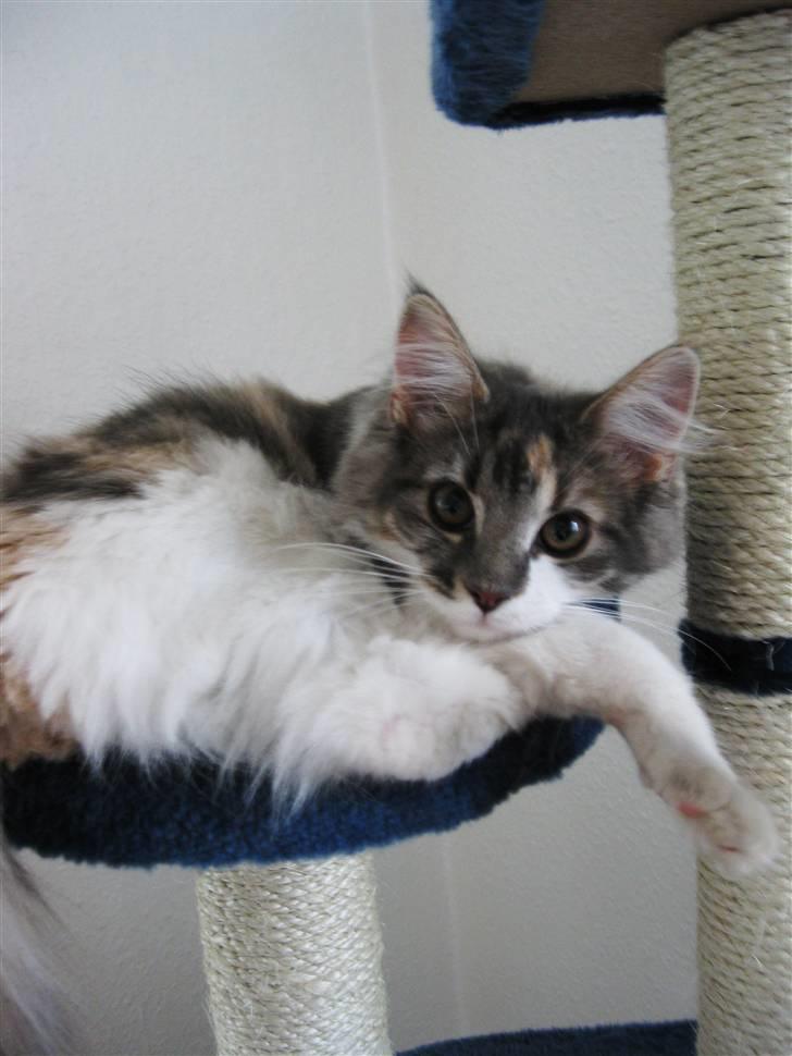 Maine Coon Molly billede 16