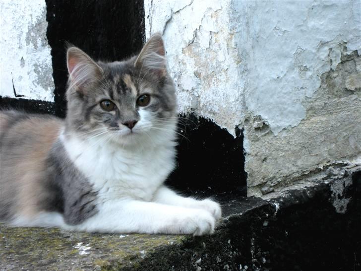 Maine Coon Molly billede 17