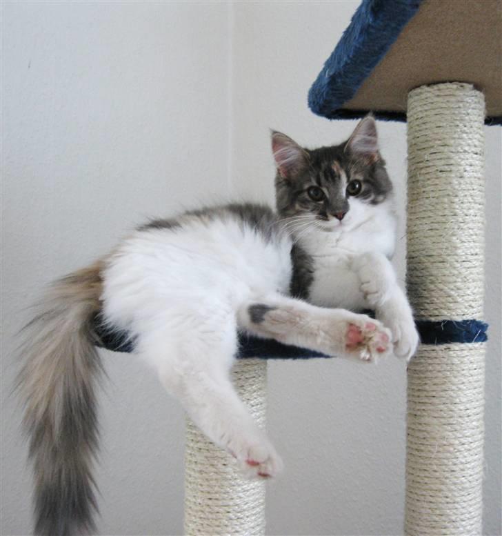 Maine Coon Molly billede 18