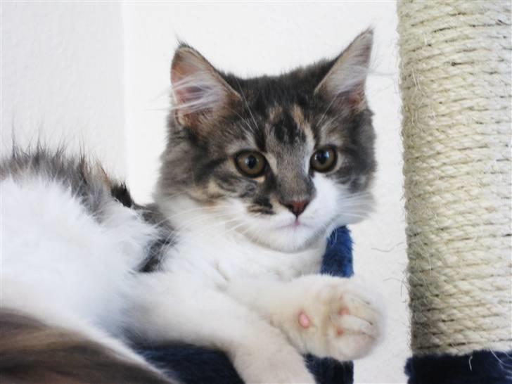 Maine Coon Molly billede 19