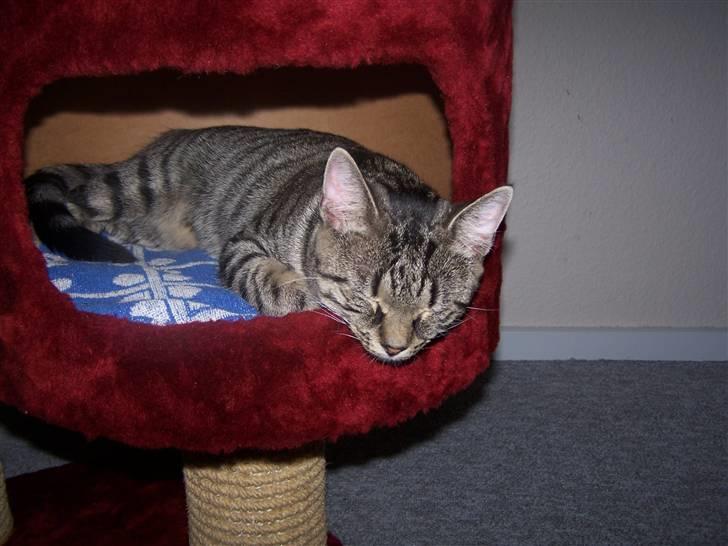 Huskat Musse billede 18