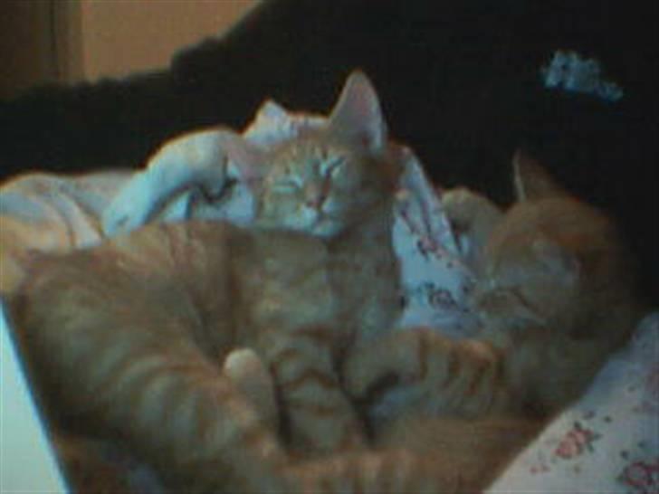 Huskat Fiona billede 6