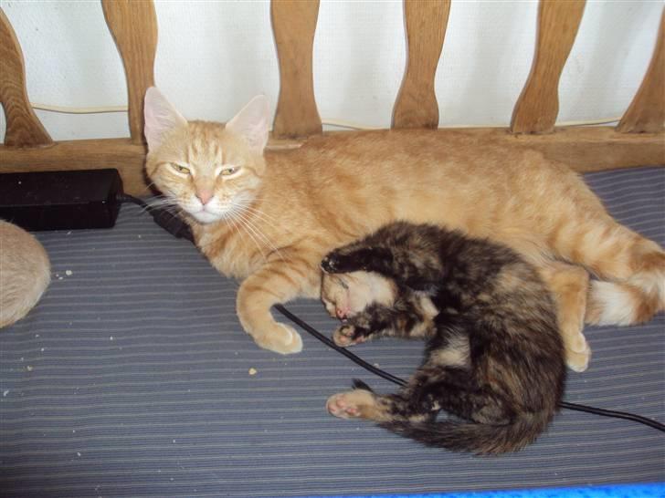 Huskat Fiona billede 7