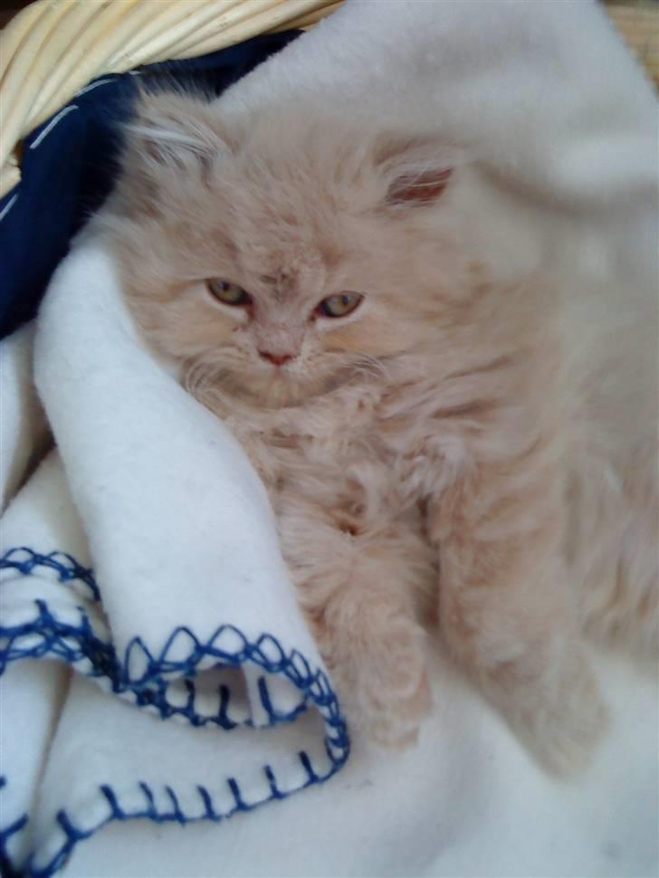 Perser Giorgio (RIP 2012) - En træt, meget lille Giorgio :) billede 5