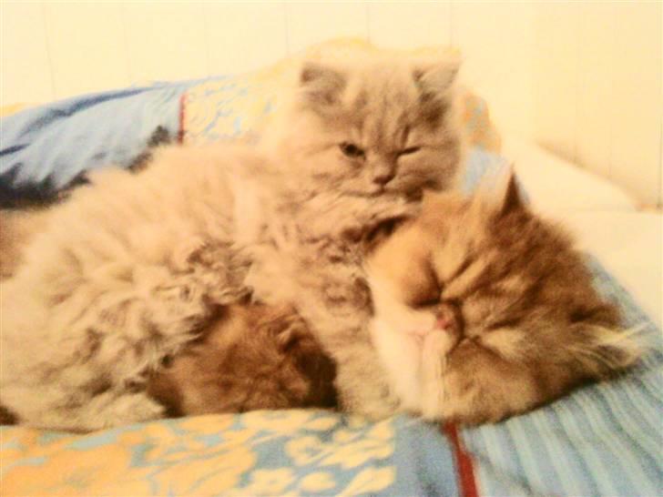 Perser Giorgio (RIP 2012) - mine svigerforældres perser og giorgio ovenpå :D billede 8