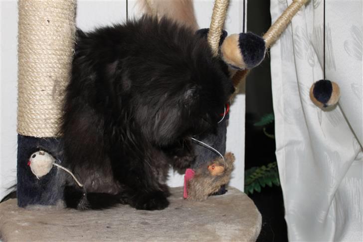 Perser Herlovinias Cornelia Baze - "Ligger du der og kigger på mige endnu?" billede 18