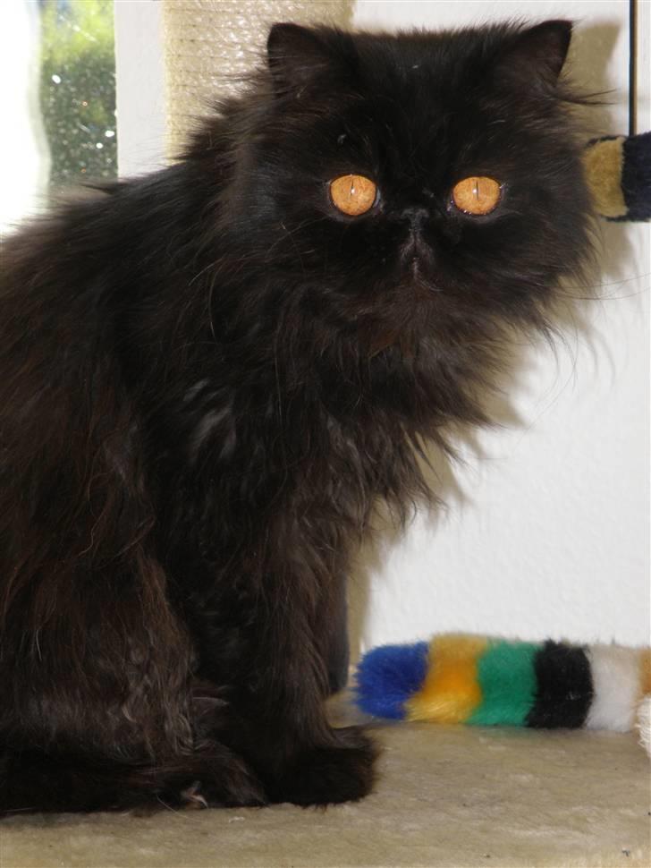 Perser Herlovinias Cornelia Baze billede 19