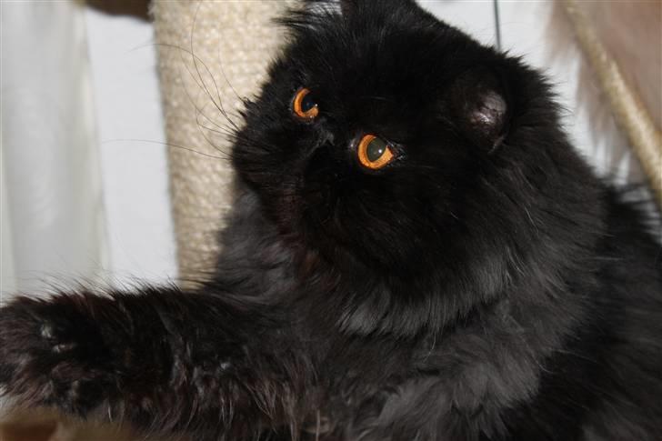 Perser Herlovinias Cornelia Baze billede 20