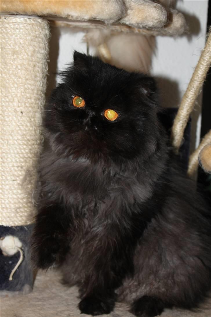 Perser Herlovinias Cornelia Baze billede 21