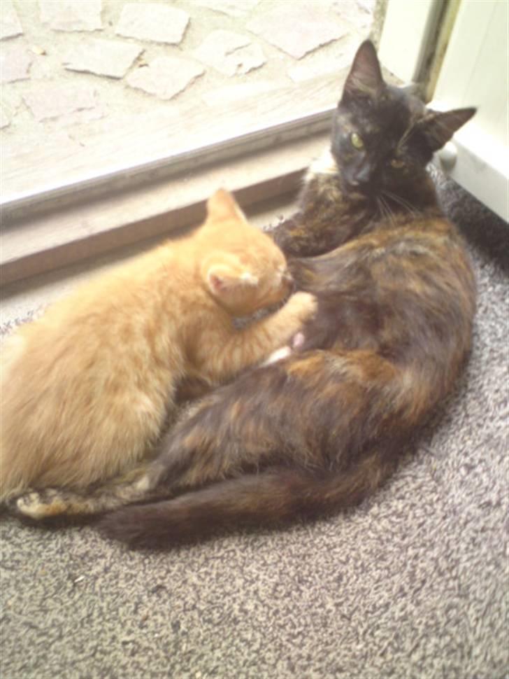 Huskat Garfield - solgt billede 2