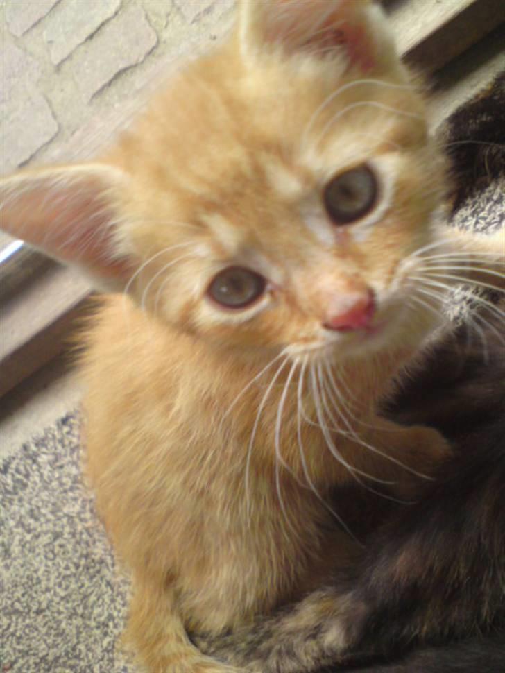 Huskat Garfield - solgt - jamen mor. det var ikke mig som rante med din strømpe, jeg er jo lille og uskyldig.. mon dog:P? billede 3