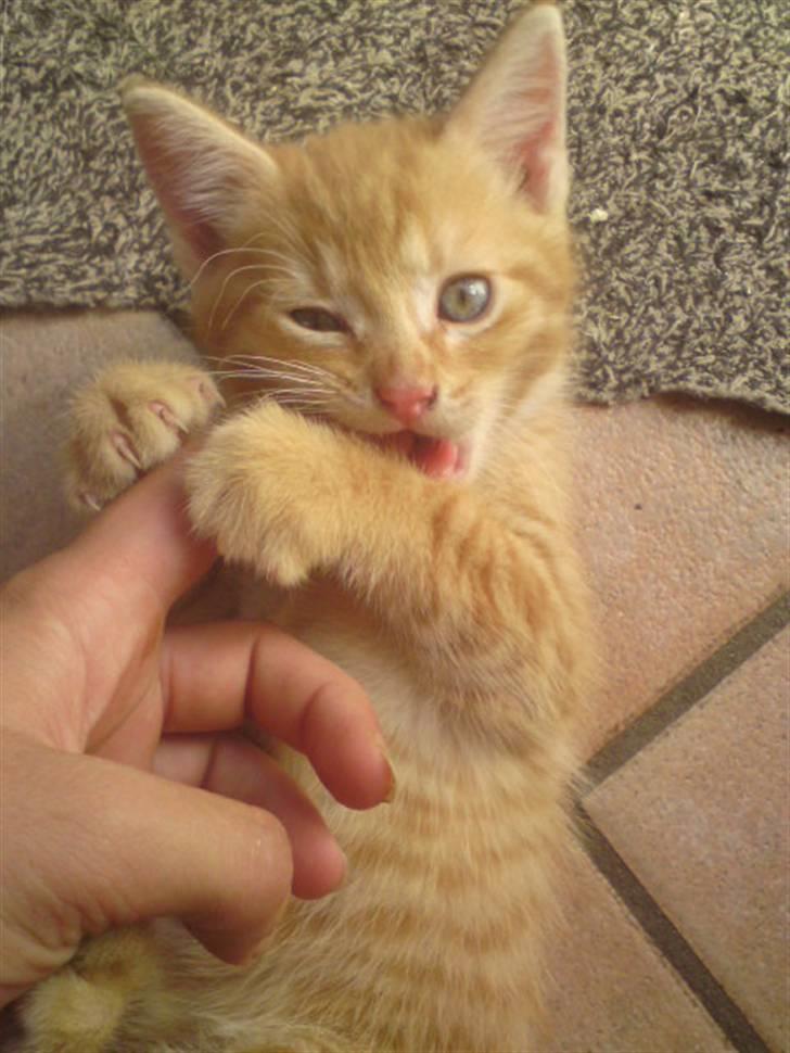 Huskat Garfield - solgt billede 1