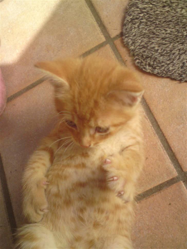 Huskat Garfield - solgt billede 4