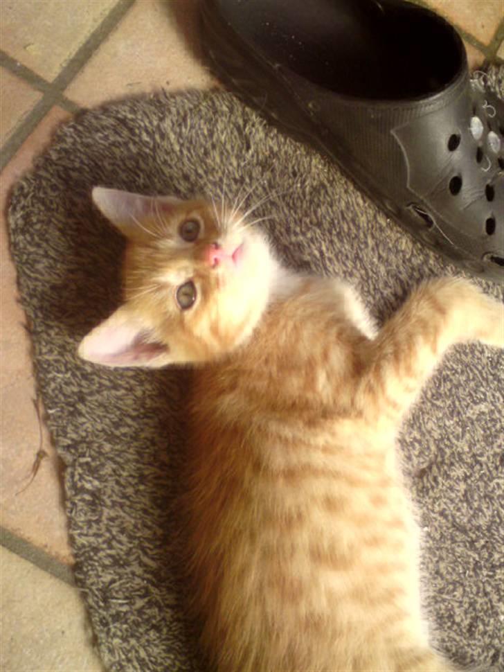 Huskat Garfield - solgt billede 5