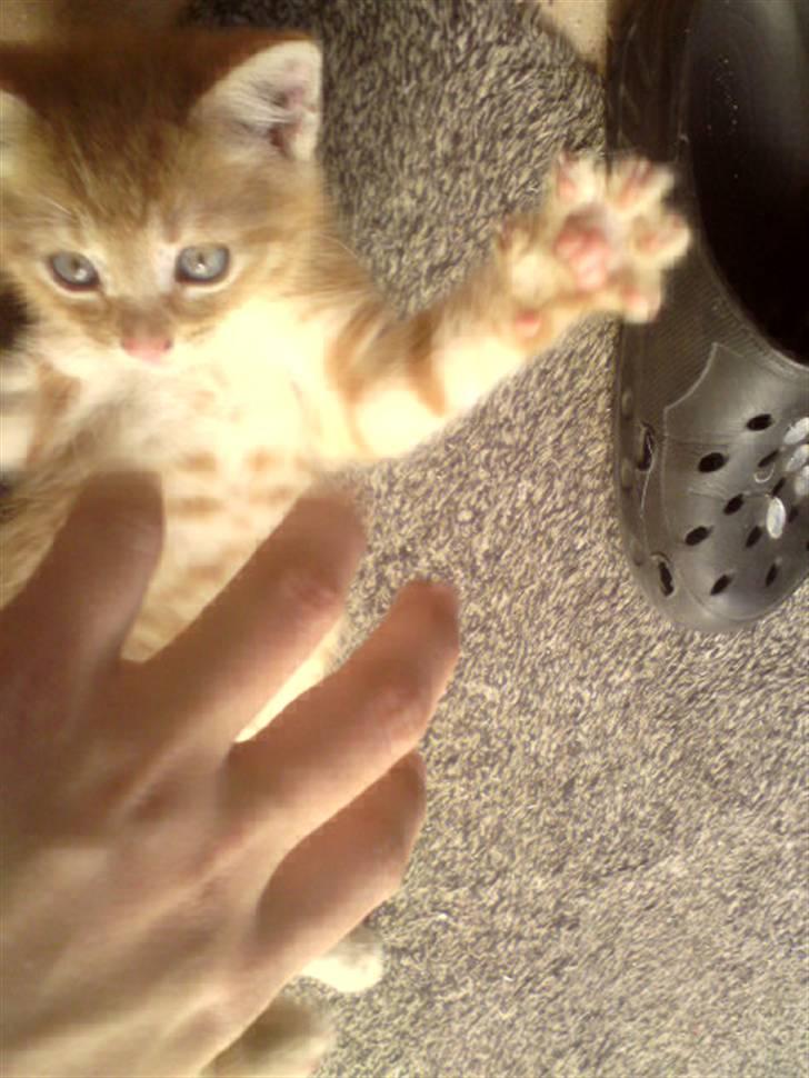 Huskat Garfield - solgt billede 6