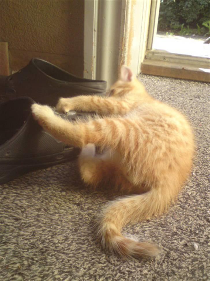 Huskat Garfield - solgt - den dumme sko altså! billede 7