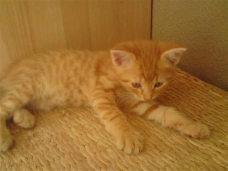 Huskat Garfield - solgt billede 8