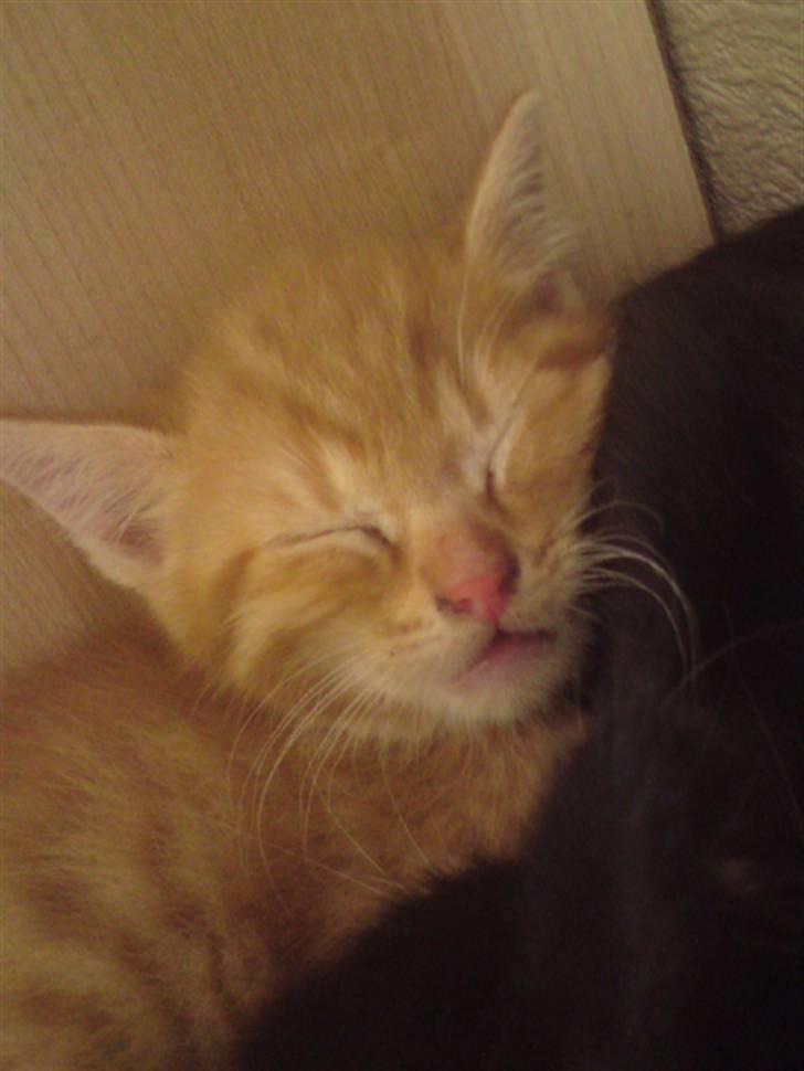 Huskat Garfield - solgt billede 9