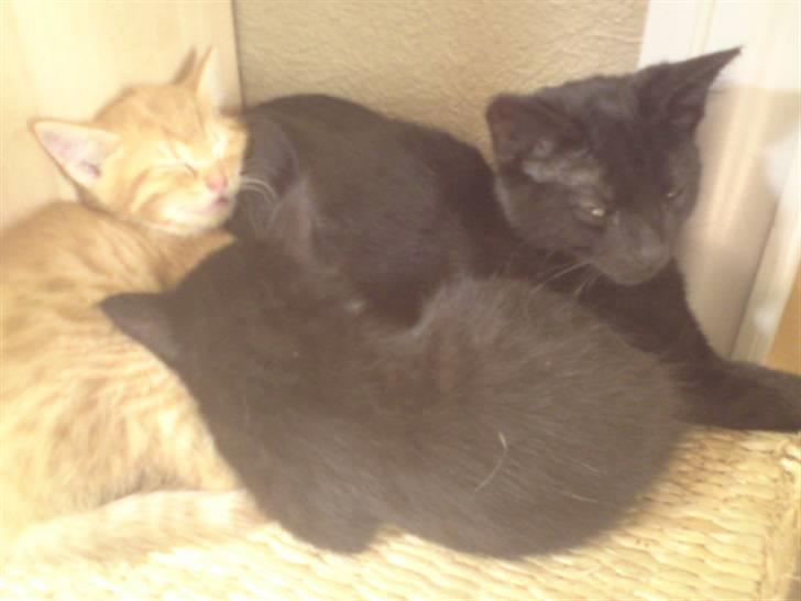 Huskat Garfield - solgt - nej de ligger ikke sammen med moren der.. billede 10