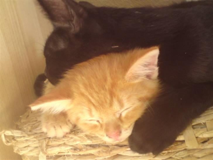 Huskat Garfield - solgt - nej de ligger ikke sammen med moren der.. billede 11