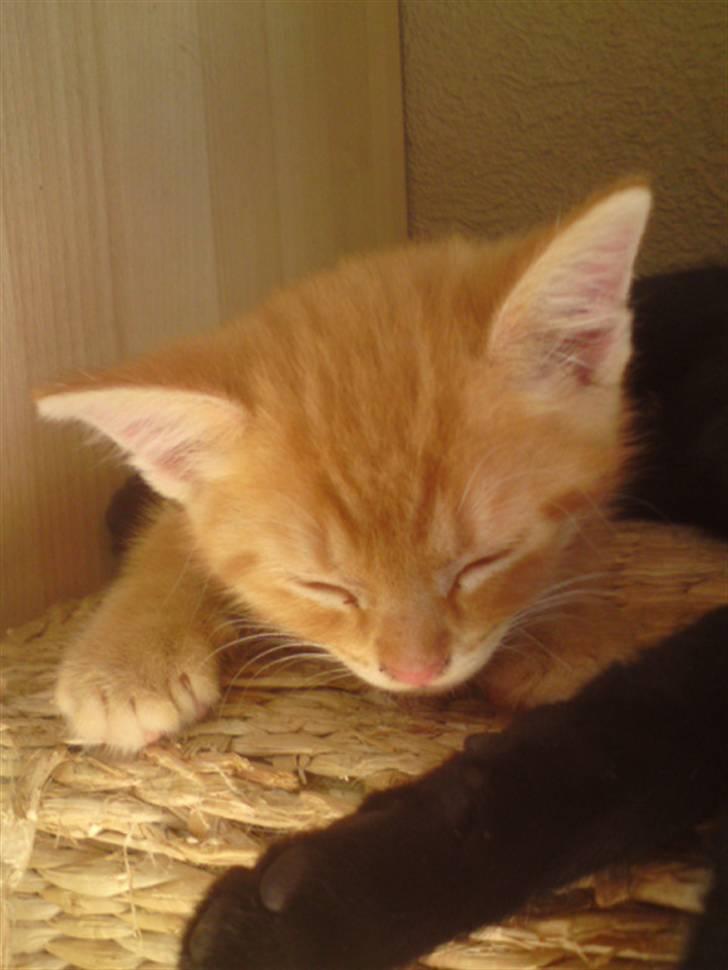 Huskat Garfield - solgt billede 12