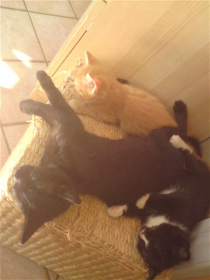 Huskat Garfield - solgt - nej de ligger ikke sammen med moren der.. billede 13