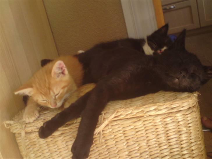 Huskat Garfield - solgt - nej de ligger ikke sammen med moren der.. billede 14