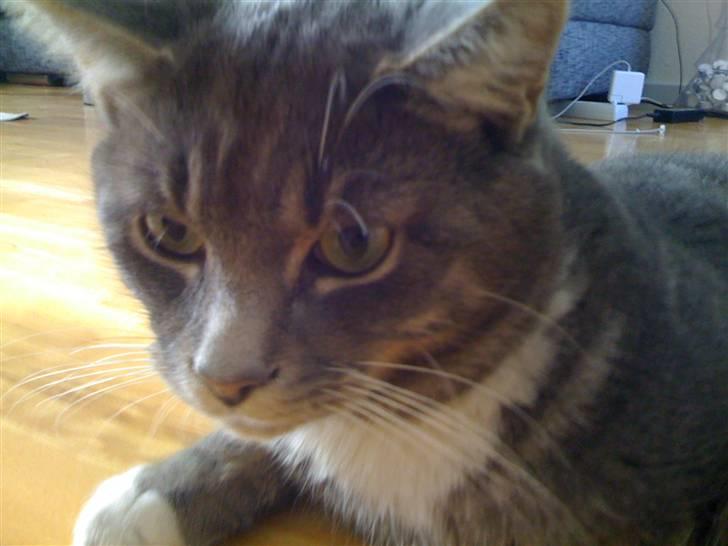 Maine Coon Alfred billede 13