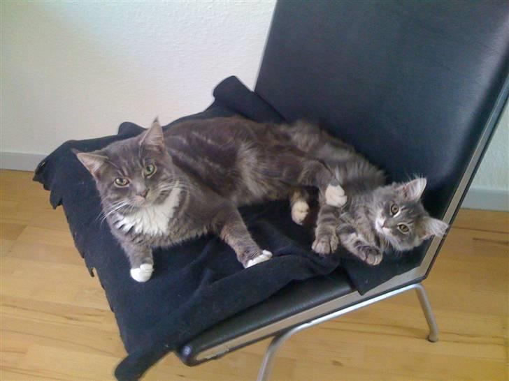 Maine Coon Alfred - Alfred og Mille :) Allerede gode venner .. billede 14