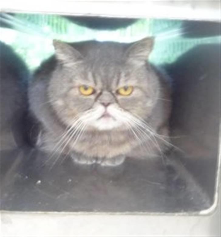 Exotic Margrethe - Fra internatet billede 1