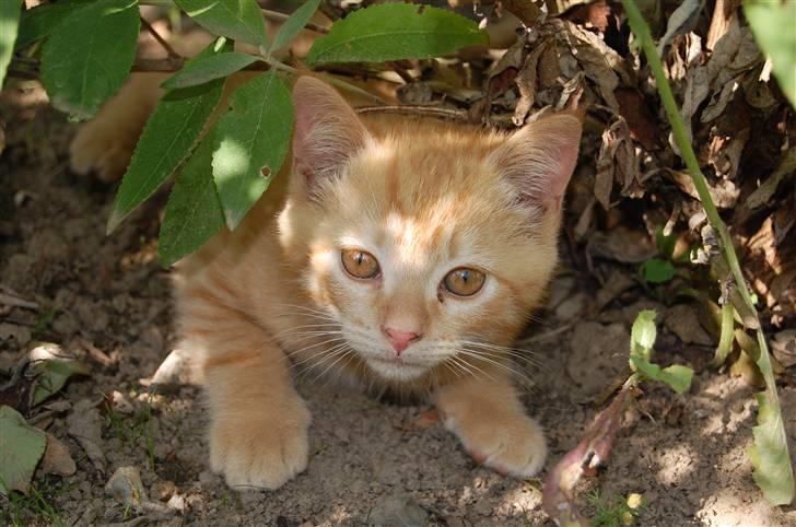 Blanding af racer Leo billede 13