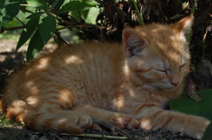 Blanding af racer Leo billede 14