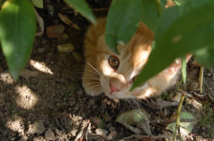 Blanding af racer Leo billede 15