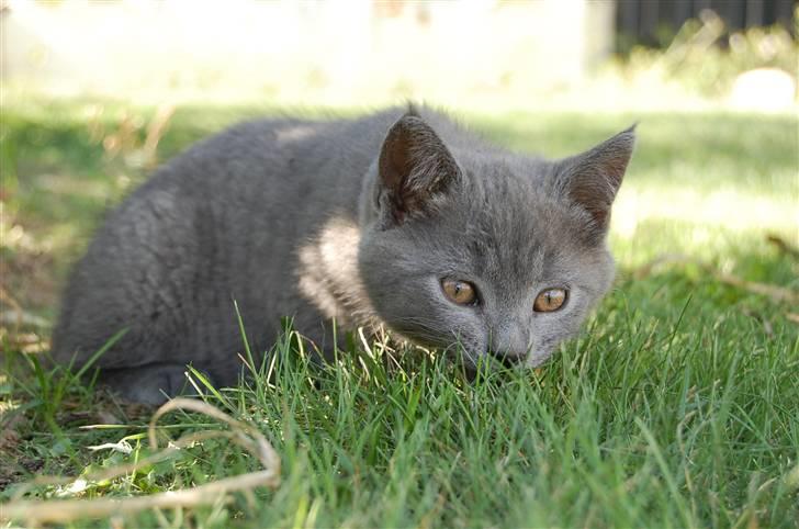 Blanding af racer Findus billede 8