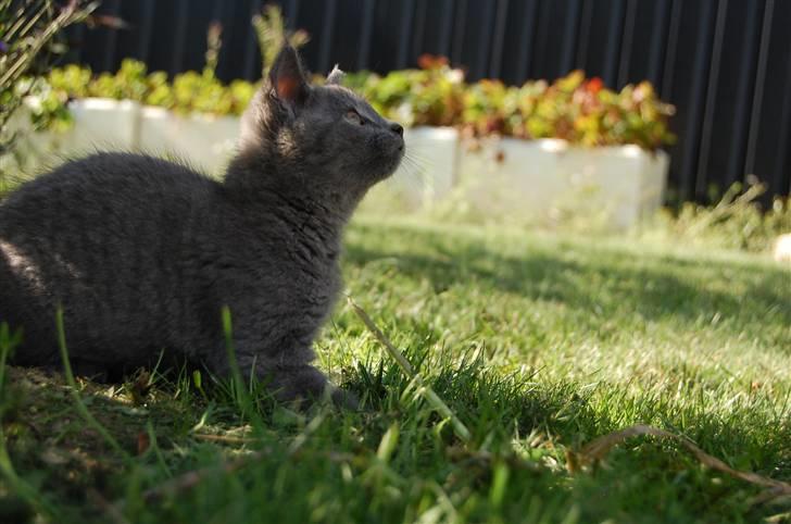 Blanding af racer Findus billede 9