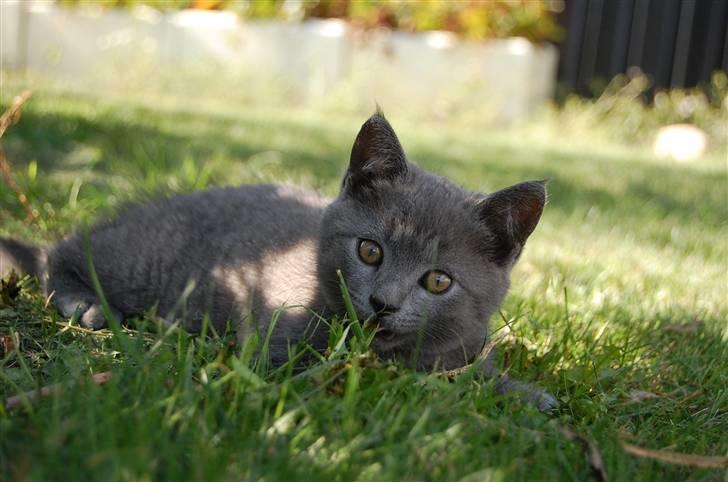 Blanding af racer Findus billede 10