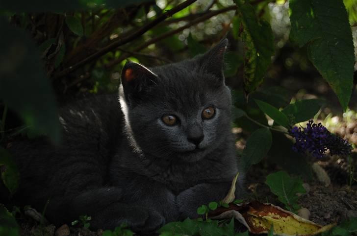 Blanding af racer Findus billede 11