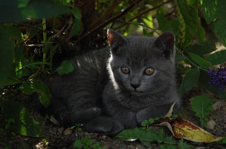 Blanding af racer Findus billede 12