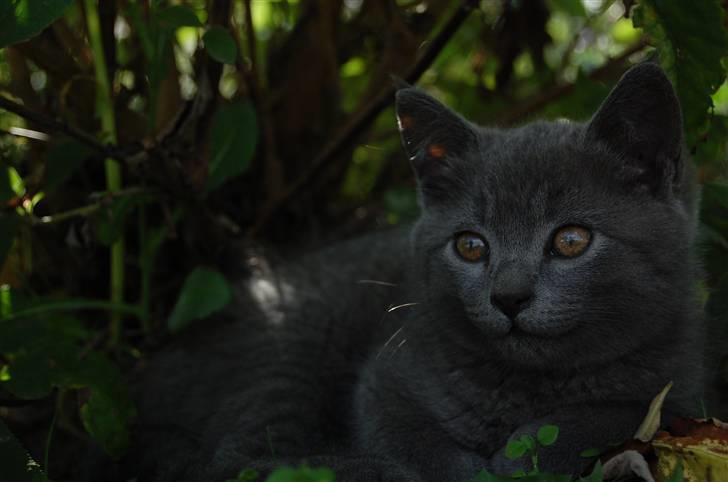 Blanding af racer Findus billede 13