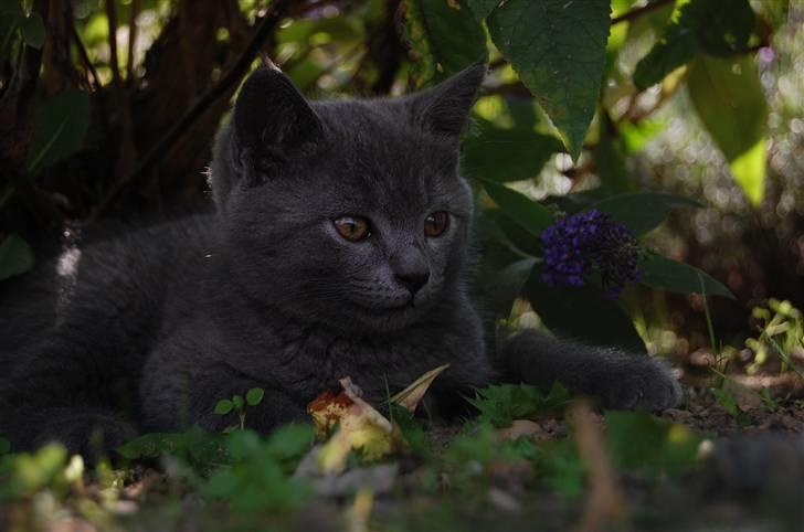 Blanding af racer Findus billede 14