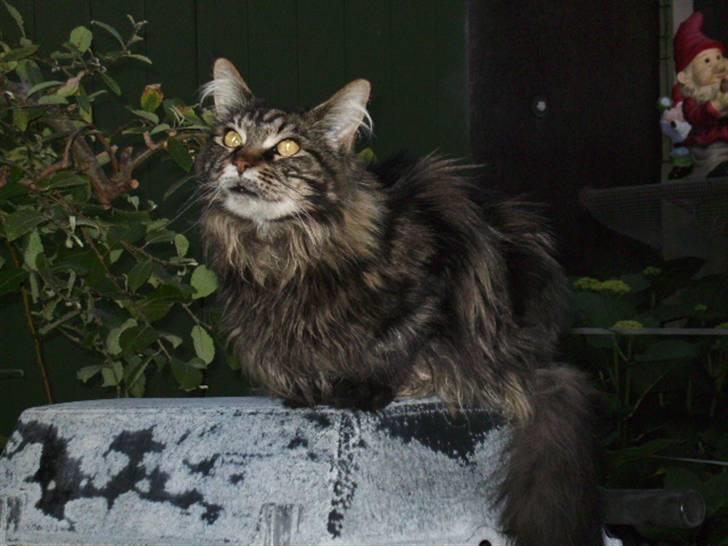 Maine Coon Tuxedo - Se ham lige billede 11