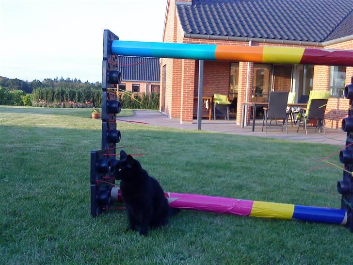 Huskat Mille <3 R.I.P billede 17