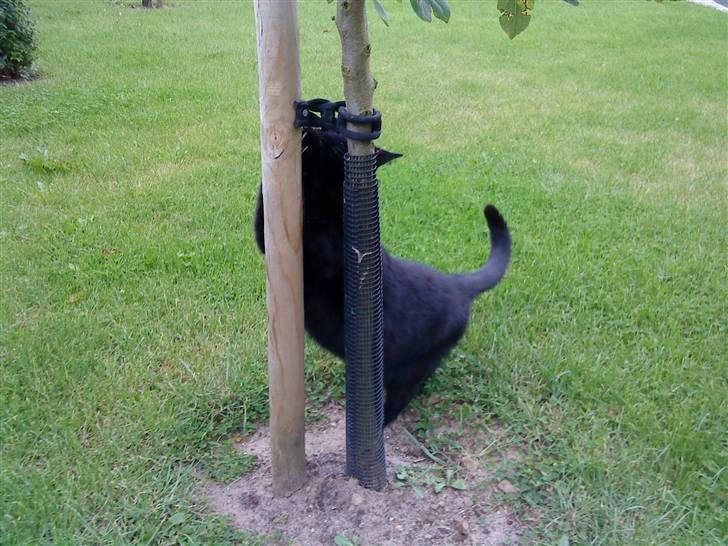 Huskat Mille <3 R.I.P billede 18