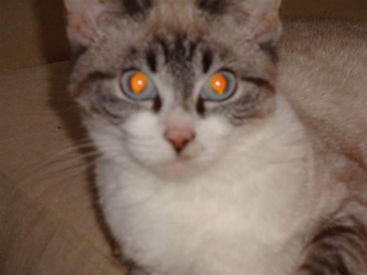 Huskat Tulle billede 1