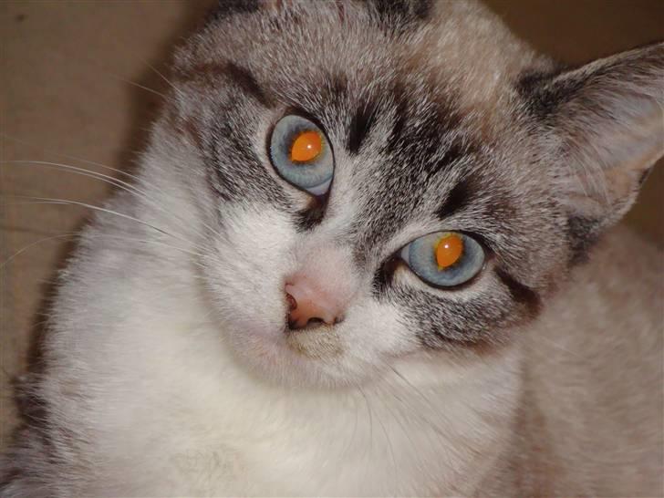 Huskat Tulle billede 2