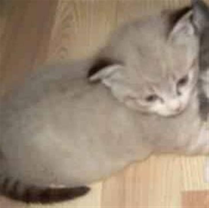 Huskat Tulle billede 3